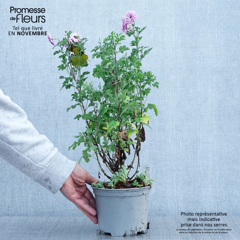 Example of Chrysanthème des jardins Mei Kyo - Chrysanthemum indicum Pot de 2L/3L as you get in automne