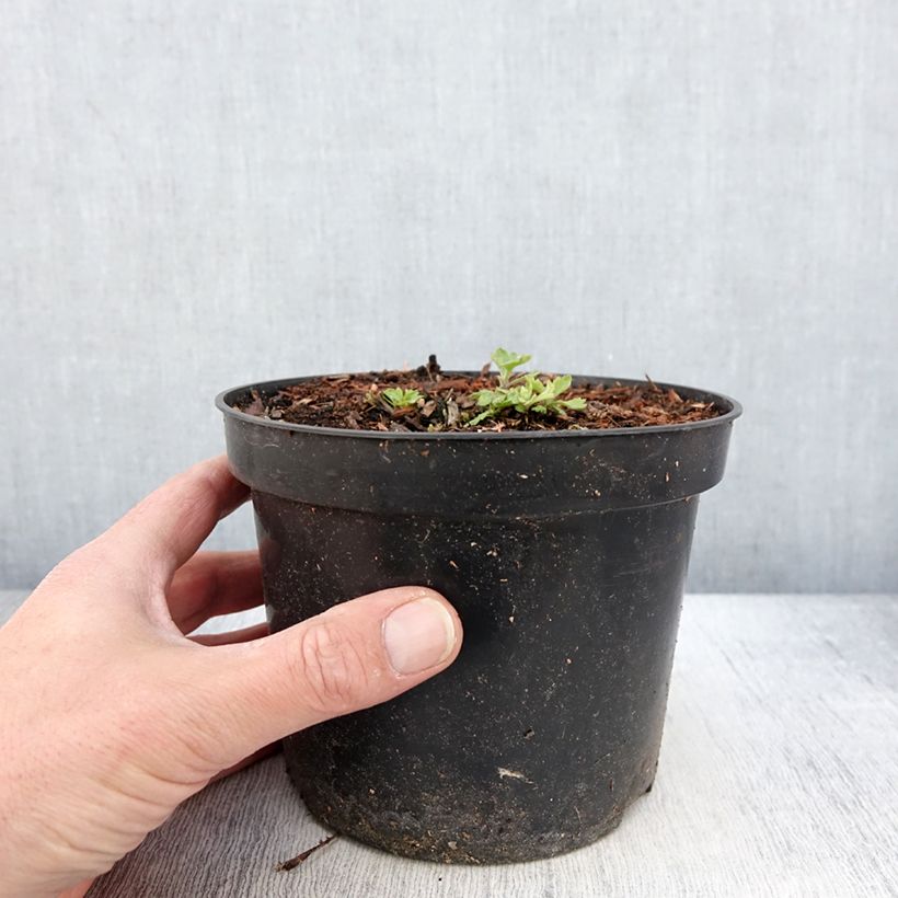 Example of Chrysanthème des jardins Nebelrose - Chrysanthemum indicum Pot de 2L/3L as you get in printemps