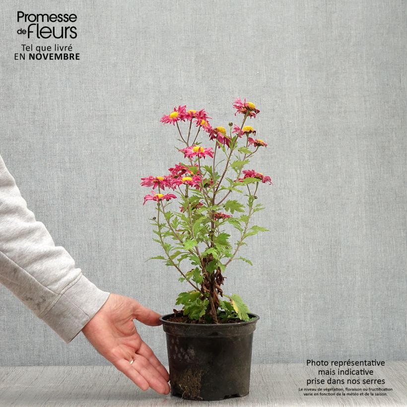 Example of Chrysanthème des jardins Oury - Chrysanthemum indicum Pot de 2L/3L as you get in automne