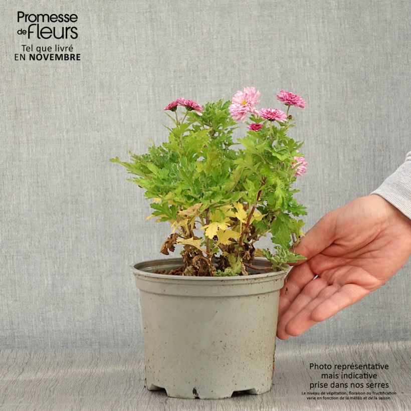 Example of Chrysanthème des jardins Rehauge - Chrysanthemum indicum Pot de 2L/3L as you get in automne