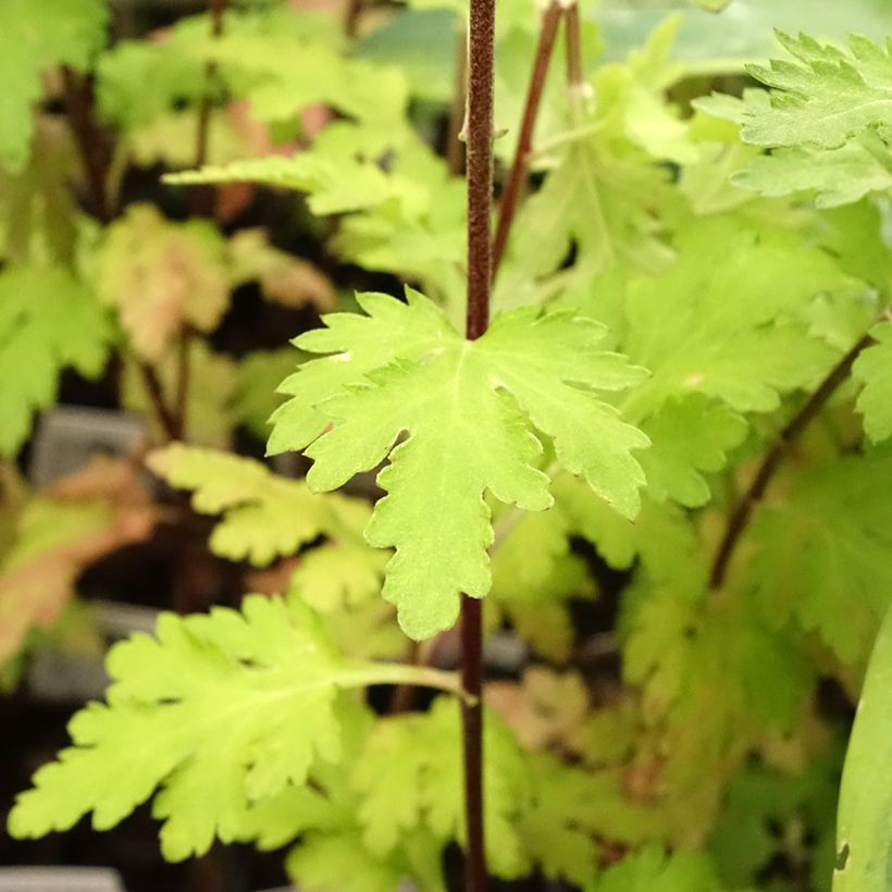 Chrysanthème indicum Brennpunkt  - Chrysanthème des jardins  (Foliage)
