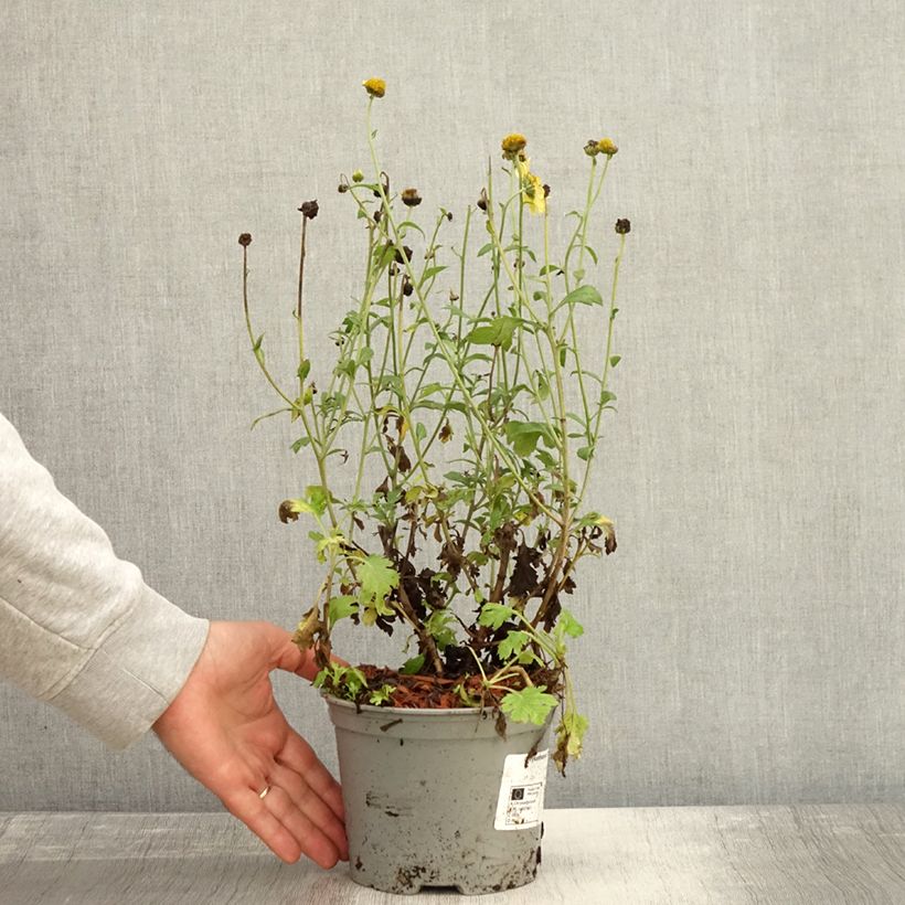 Example of Chrysanthème rubellum Dernier Soleil - Marguerite d'automne. Pot de 2L/3L as you get in automne