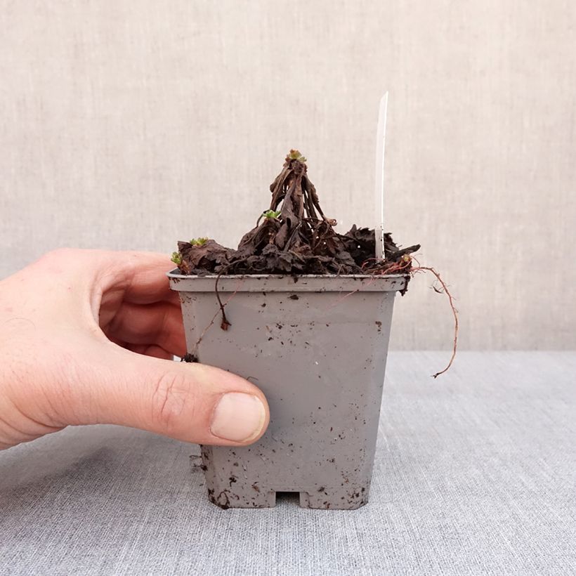 Example of Chrysanthemum arcticum Roseum, Marguerite Godet de 8/9 cm as you get in hiver
