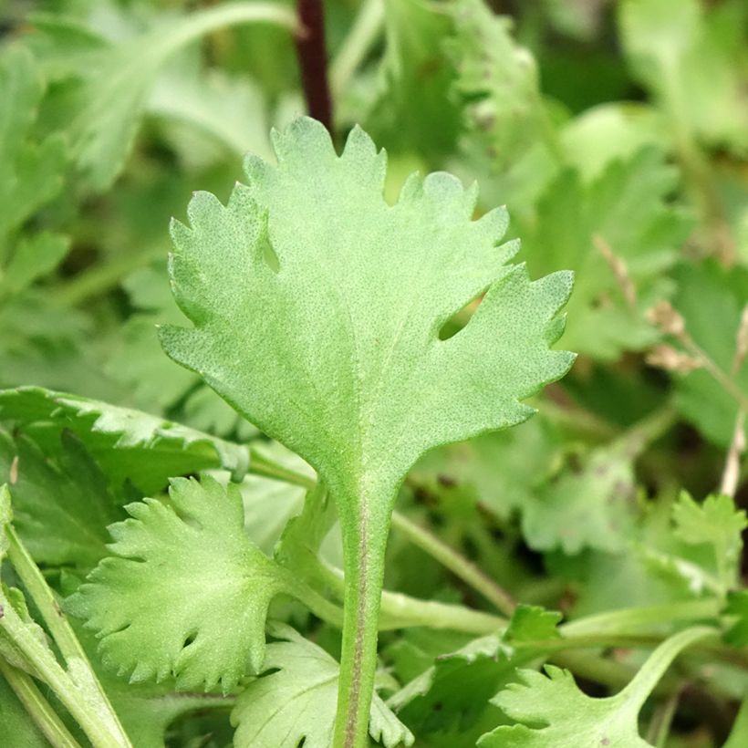 Chrysanthemum arcticum Roseum, Marguerite (Foliage)