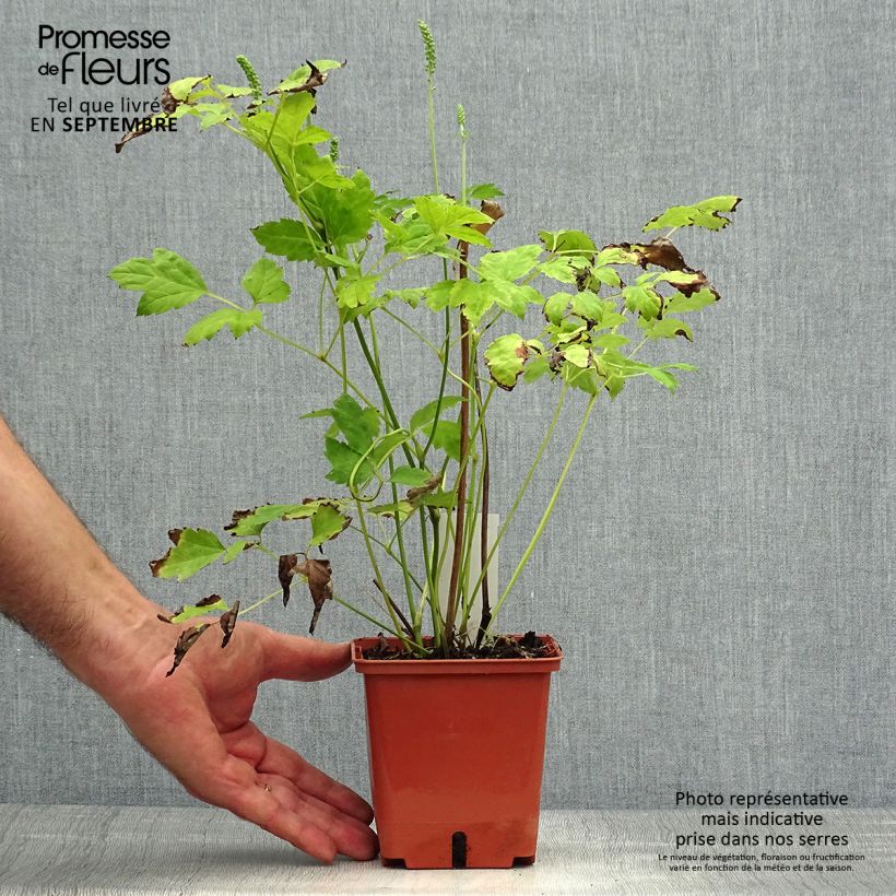 Example of Cierge d'argent, Cimicifuga, Actaea matsumurae White Pearl Pot de 1,5L/2L as you get in automne