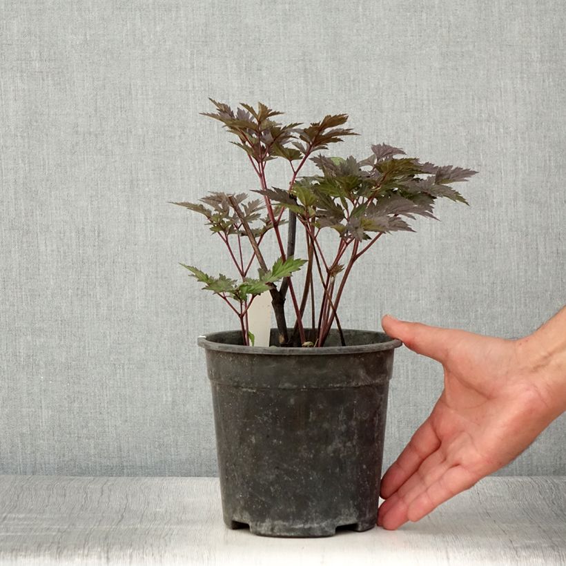 Example of Cierge d'argent - Cimicifuga, Actaea simplex Chocoholic Pot de 2L/3L as you get in ete
