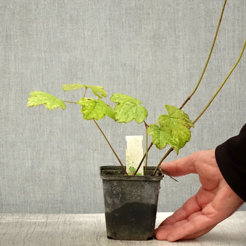 Example of Cierge d'argent - Cimicifuga ou Actaea biternata Godet de 8/9 cm as you get in automne