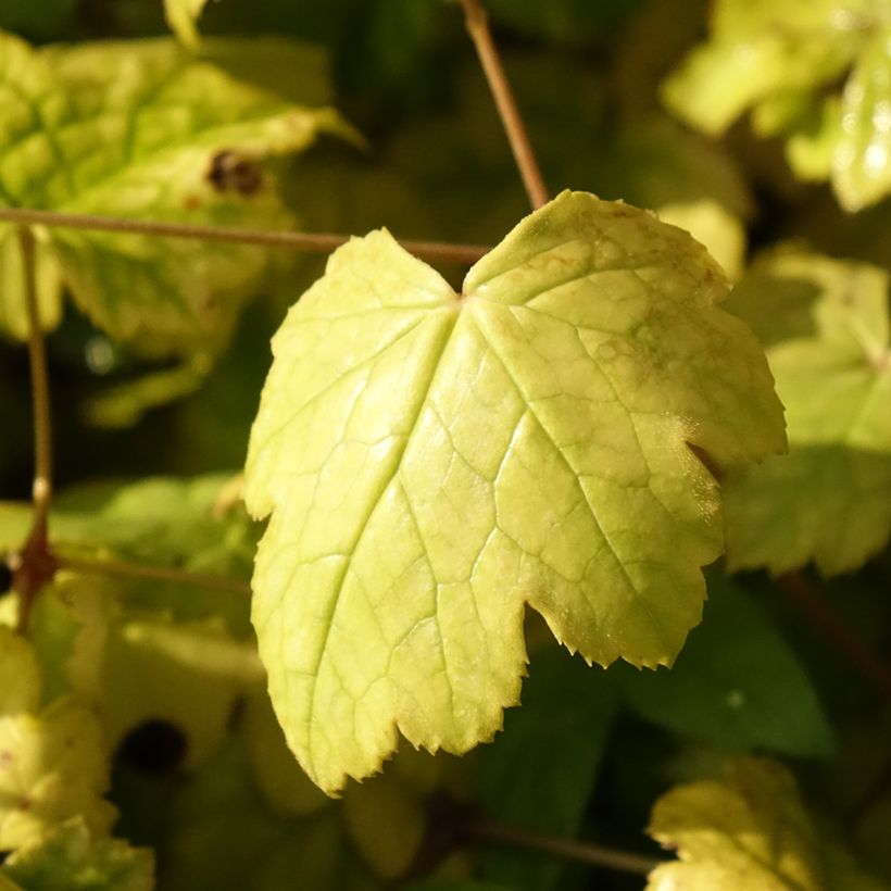 Cierge d'argent - Cimicifuga ou Actaea biternata (Foliage)