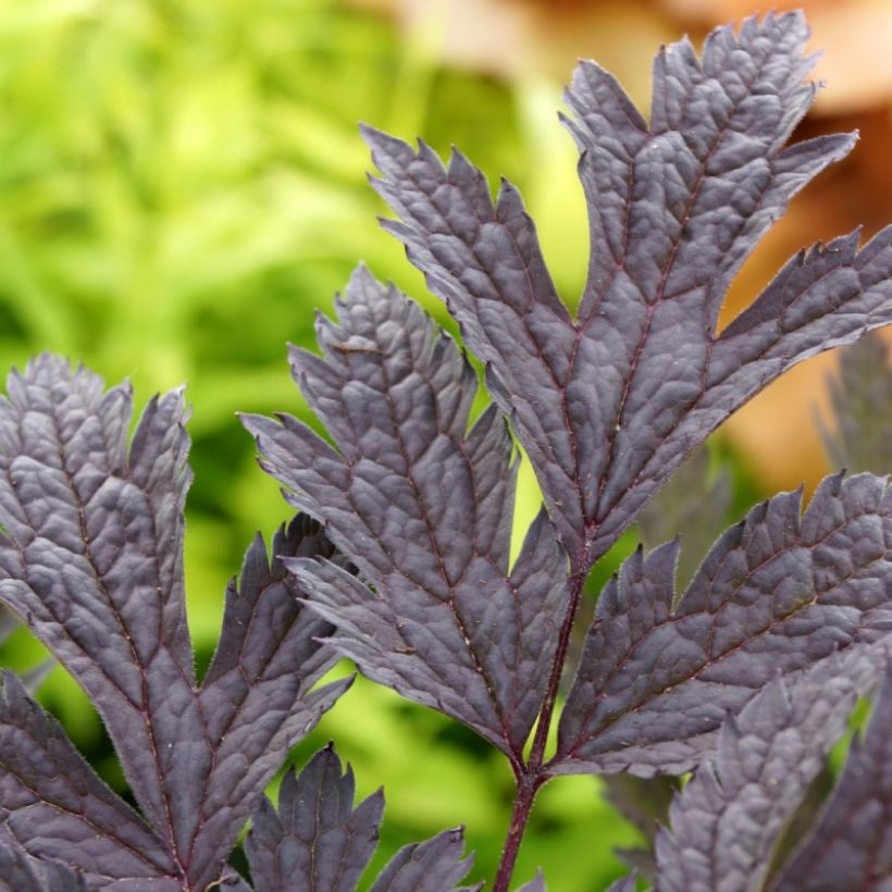 Cimicifuga Carbonella - Actaea simplex (Foliage)