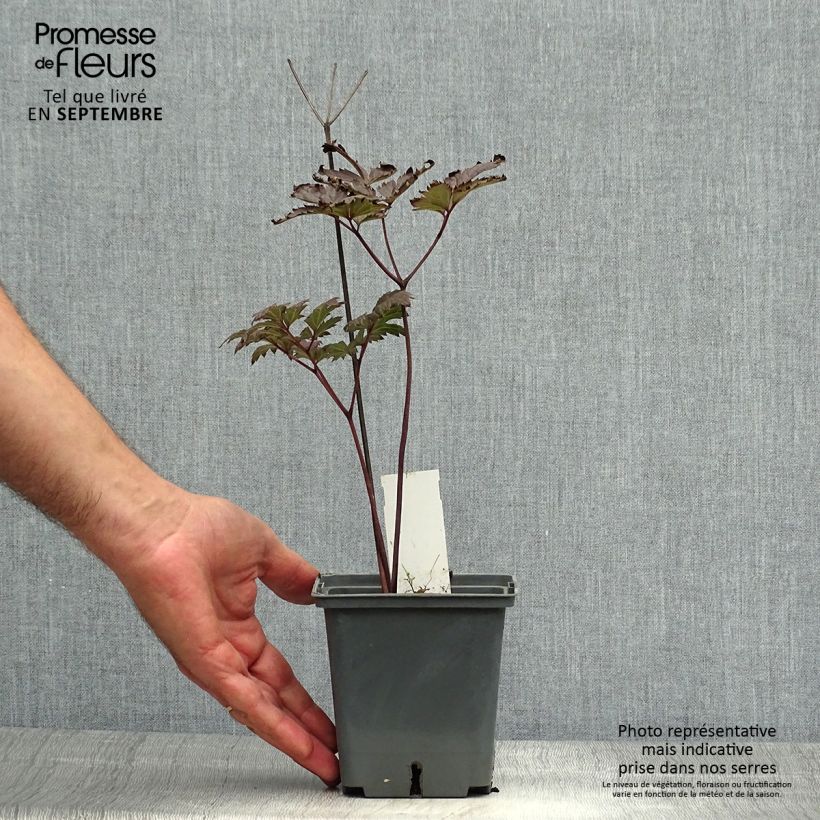 Example of Cimicifuga Carbonella - Actaea simplex Pot de 1L/1,5L as you get in automne