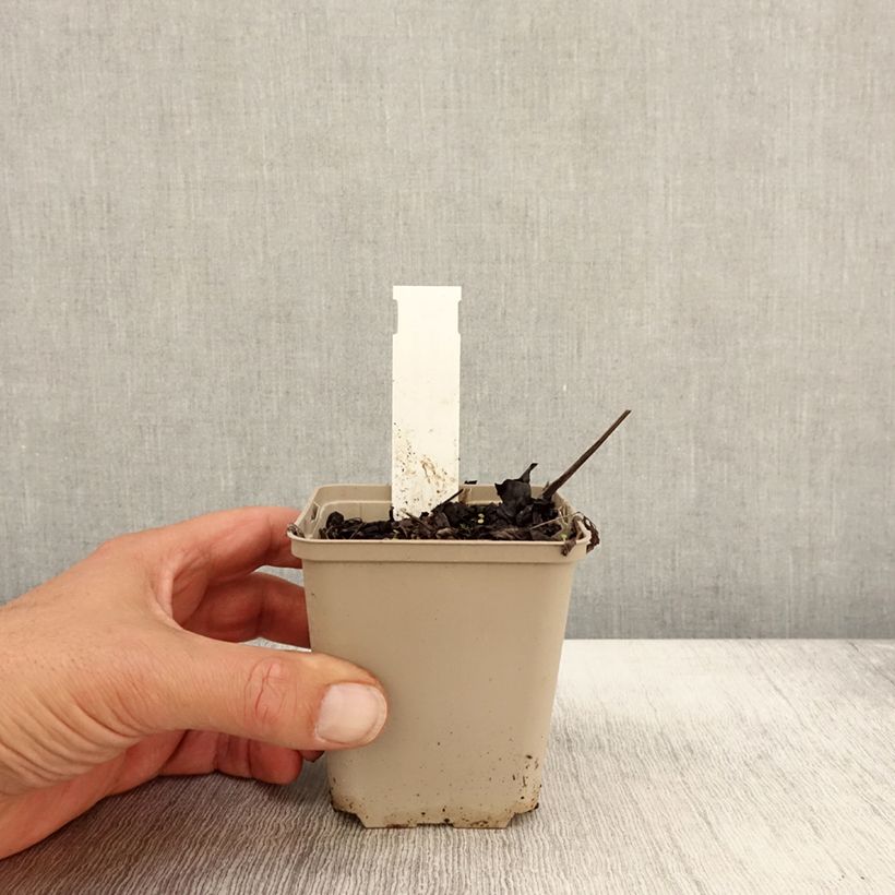 Example of Cimicifuga James Compton - Actaea simplex Godet de 8/9 cm as you get in automne