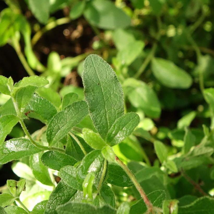 Ciste obtusifolius - Cistus obtusifolius (Foliage)