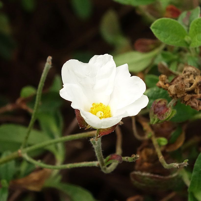 Ciste obtusifolius - Cistus obtusifolius (Flowering)