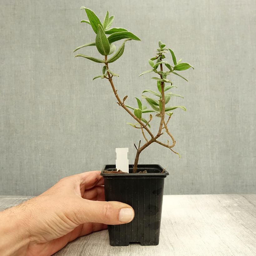 Example of Cistus albidus - Ciste cotonneux Godet de 8/9 cm as you get in automne