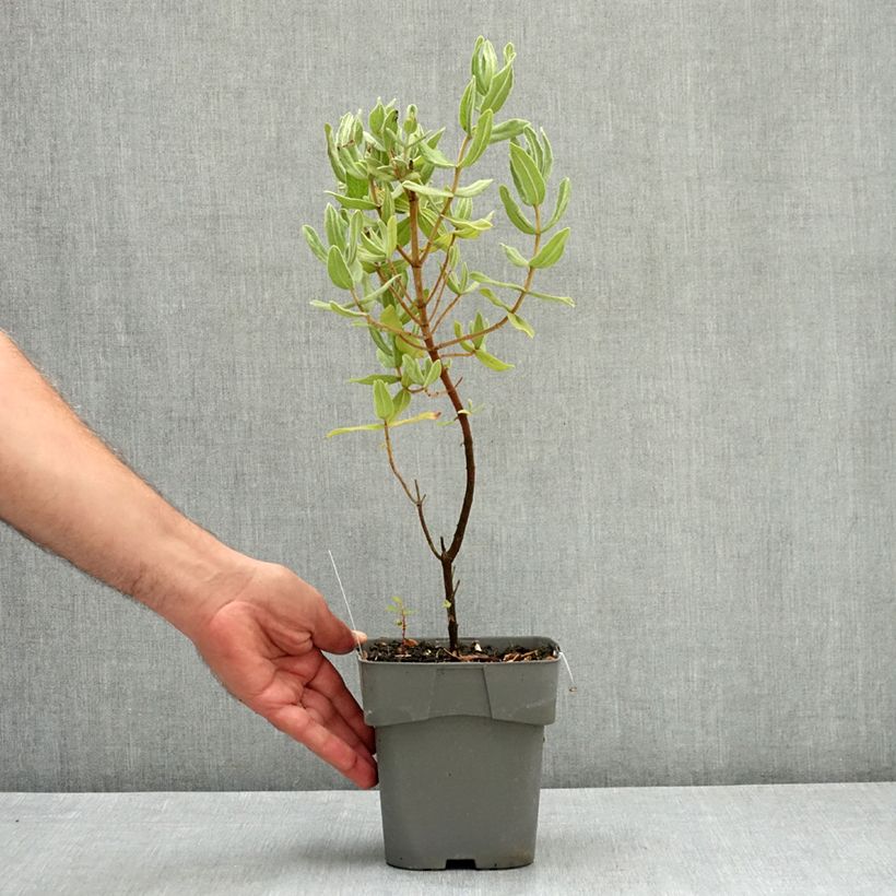 Example of Cistus albidus - Ciste cotonneux Pot de 2L/3L as you get in ete