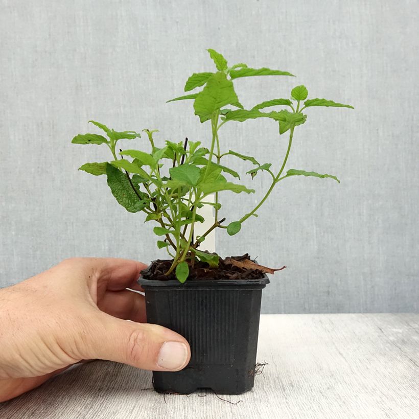 Example of Cistus corbariensis - Ciste des Corbières Godet de 8/9 cm as you get in automne