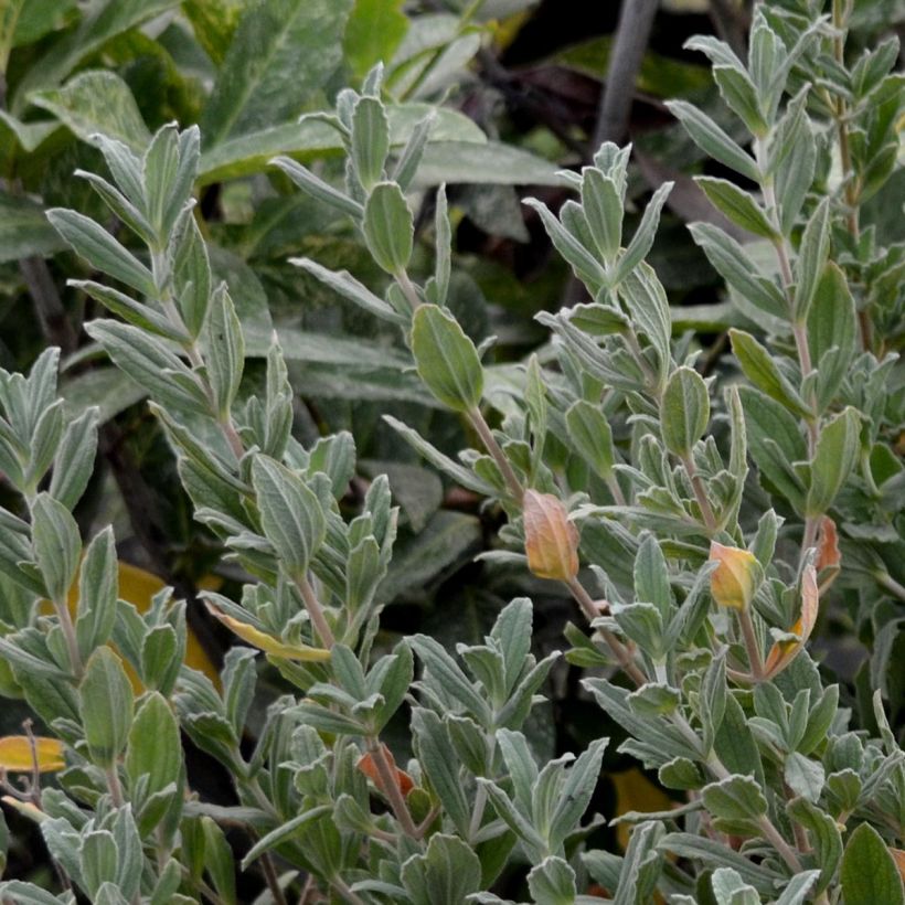 Cistus pulverulentus Sunset - Ciste pulvérulent (Plant habit)