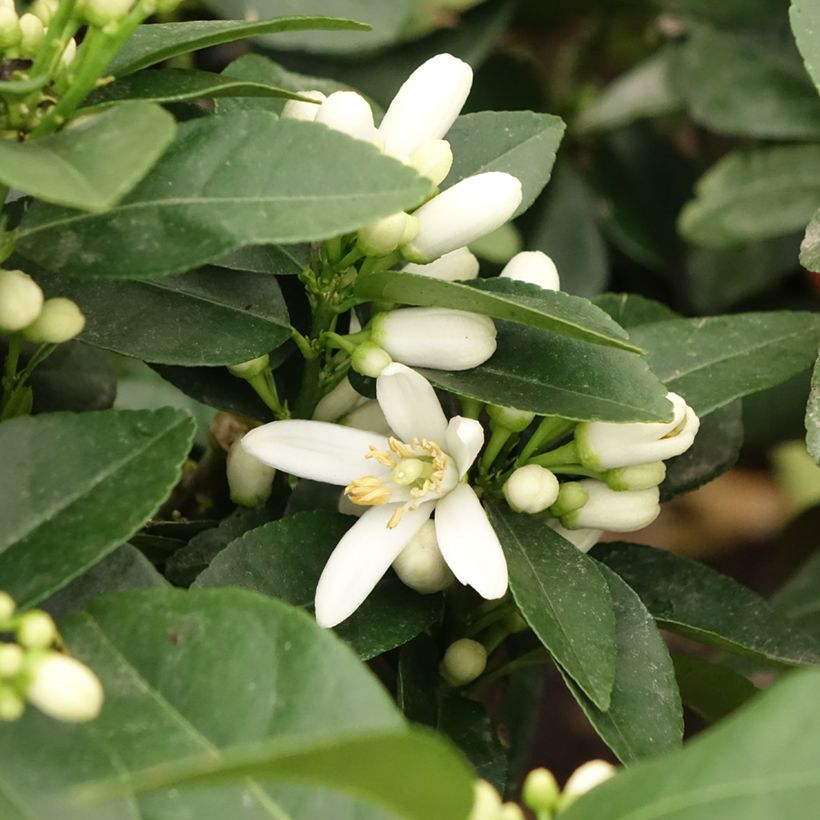 Citrus medica Pigmentata - Cédrat hybride (Flowering)