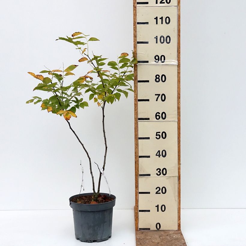 Example of Cladrastis kentukea - Virgilier à bois jaune Pot de 6L/7L as you get in ete