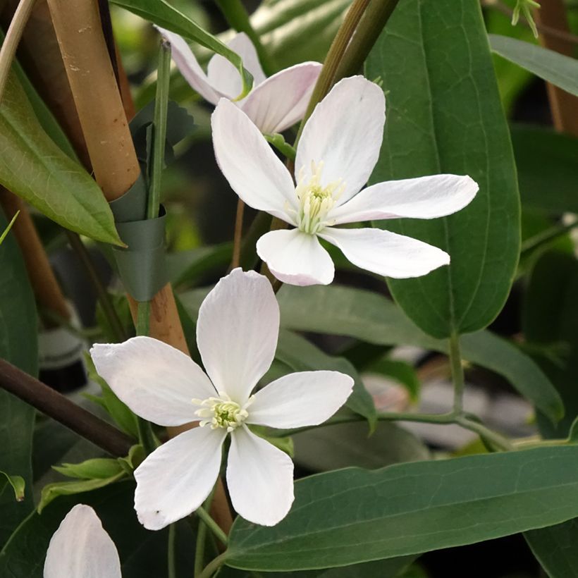 Clematis armandii Apple Blossom - clématite du père Armand (Flowering)