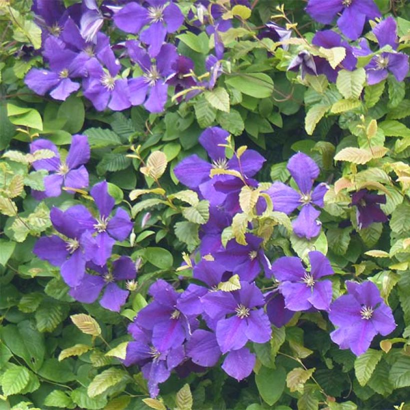 Clématite - Clematis jackmanii   (Flowering)