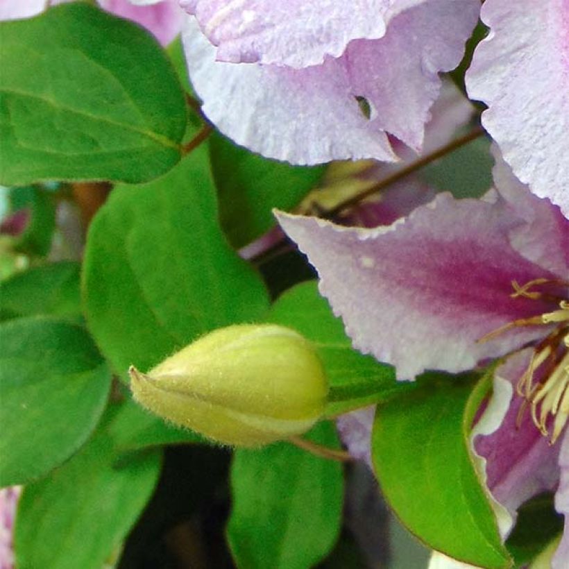 Clématite - Clematis Piilu (Foliage)