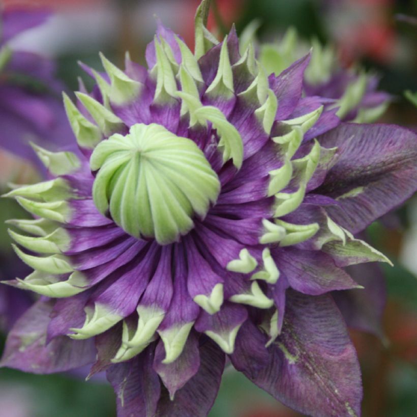 Clématite - Clematis Taiga  (Flowering)