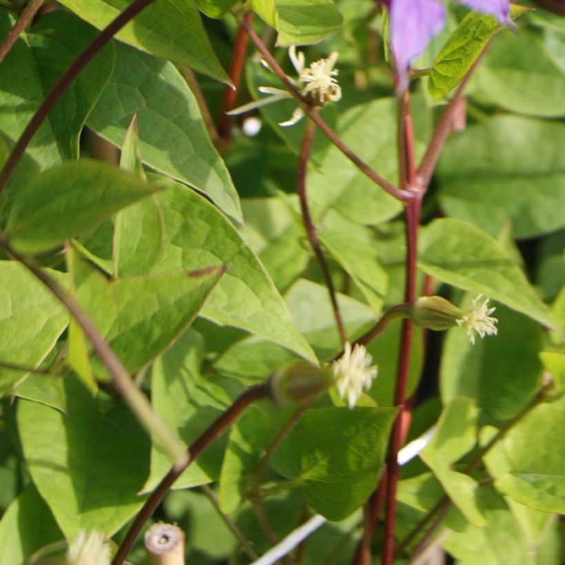 Clématite - Clematis texensis Prince William (Foliage)