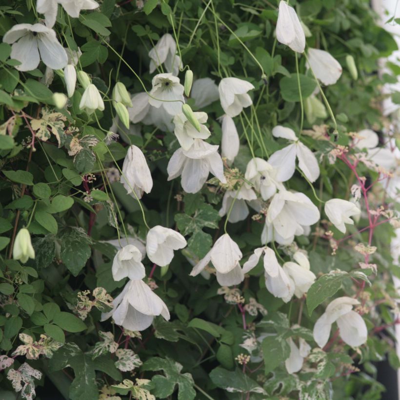 Clématite - Clematis viticella Maria Cornelia (Flowering)