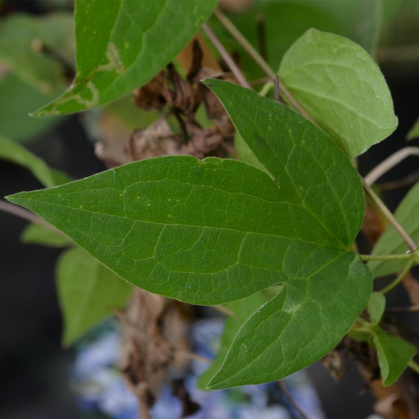 Clématite - Clematis Arabella (Foliage)