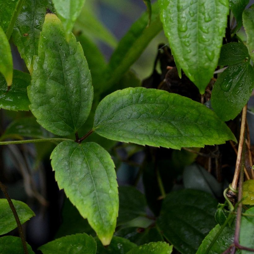 Clématite - Clematis Winter Beauty (Foliage)