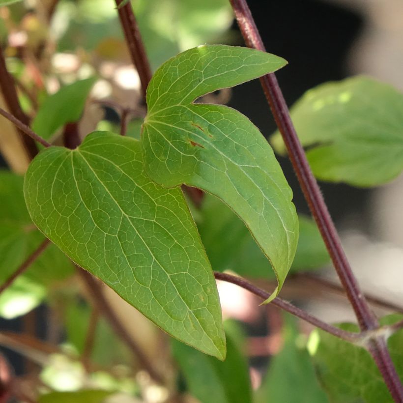 Clématite - Clematis Anna Louise (Foliage)