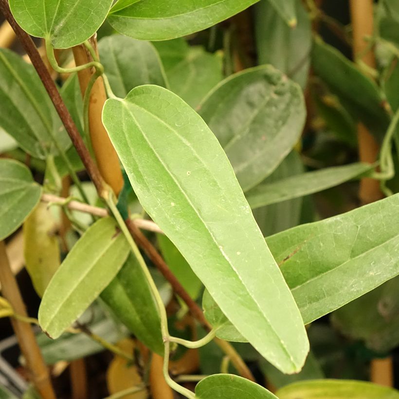 Clématite - Clematis armandii Hendersonii Rubra (Foliage)