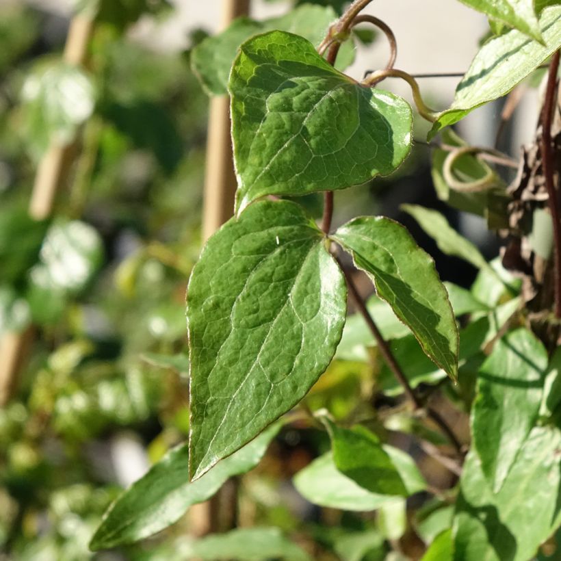 Clématite - Clematis Barbara Harrington (Foliage)