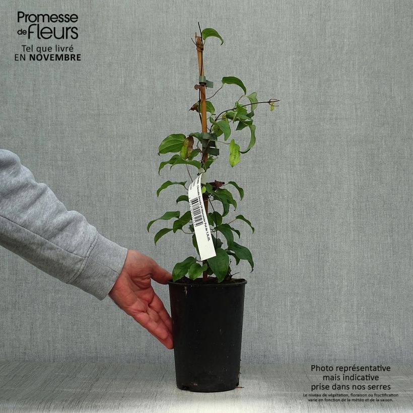 Example of Clématite - Clematis Beauty Of Worcester Pot de 1,5L/2L as you get in automne