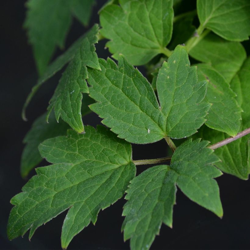 Clématite - Clematis Brunette (Foliage)