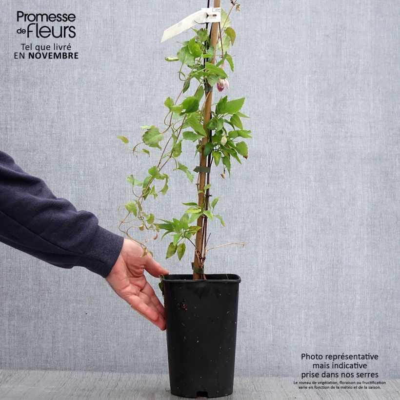 Example of Clématite - Clematis cirrhosa Lansdowne Gem Pot de 2L/3L as you get in automne