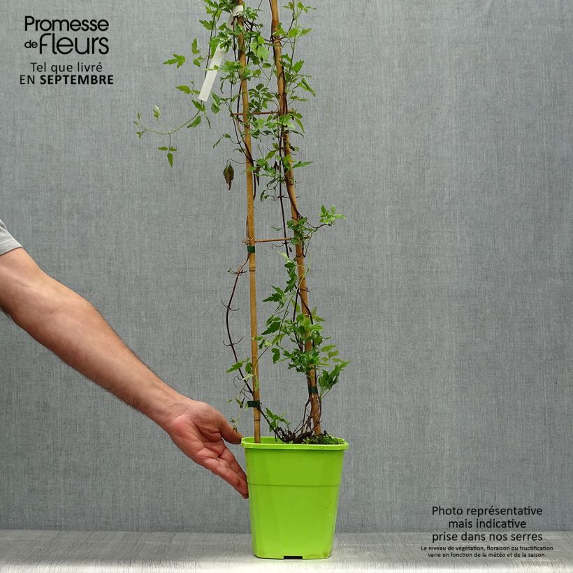 Example of Clématite - Clematis cirrhosa Winter Parasol Pot de 2L/3L as you get in automne