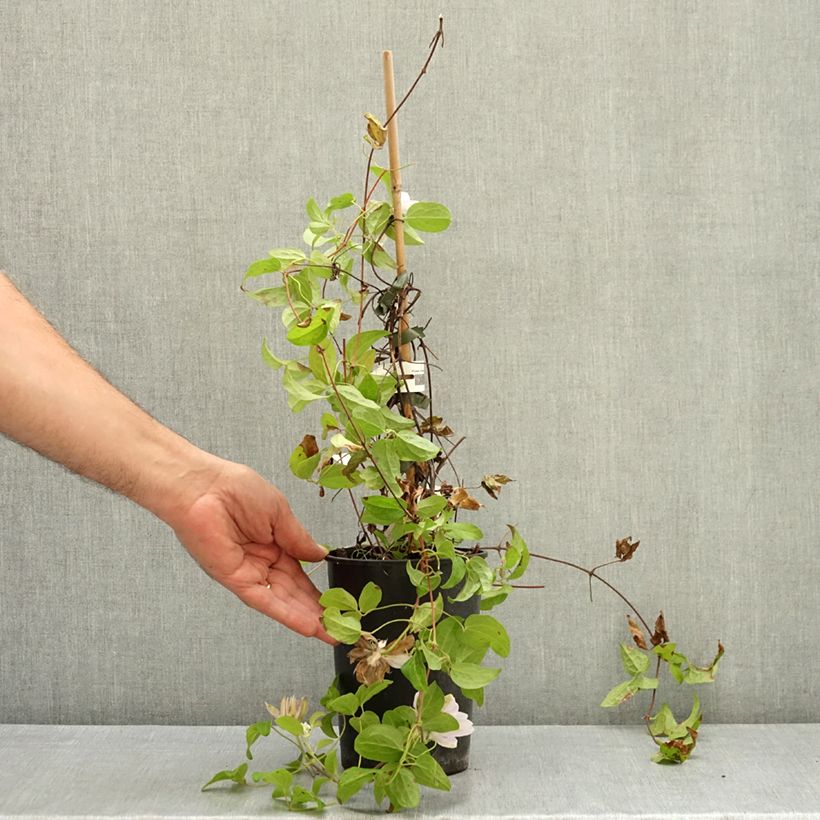 Example of Clématite - Clematis Dancing Queen Pot de 2L/3L as you get in ete
