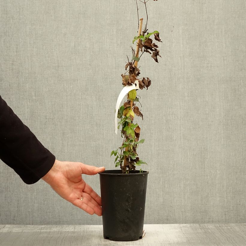 Example of Clématite - Clematis Destiny Pot de 1,5L/2L as you get in automne