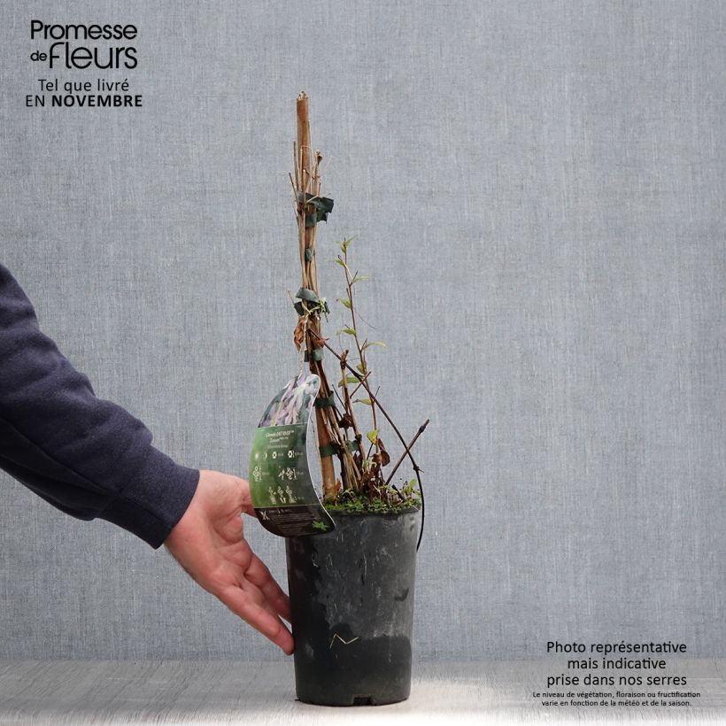 Example of Clématite - Clematis diversifolia East River Pot de 2L/3L as you get in automne