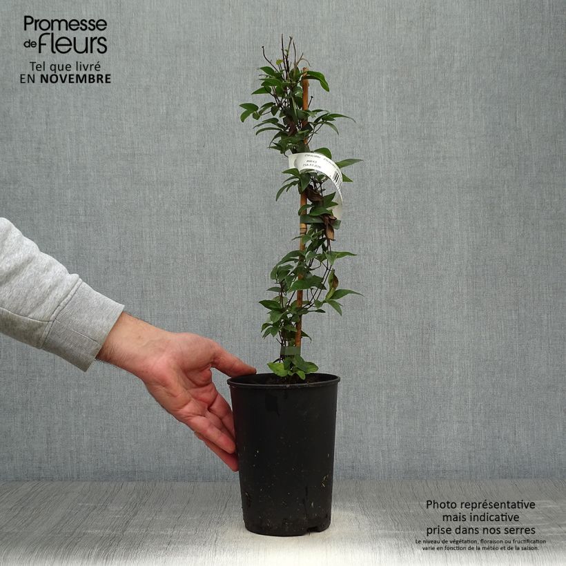 Example of Clématite - Clematis diversifolia White Arabella Pot de 2L/3L as you get in automne