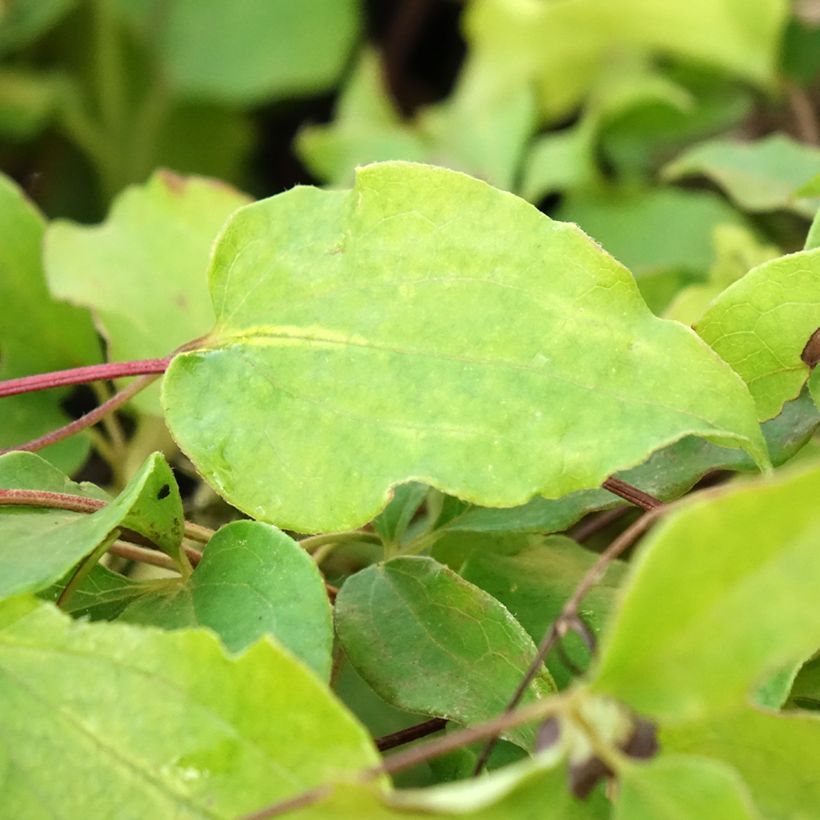 Clématite - Clematis Docteur Ruppel (Foliage)