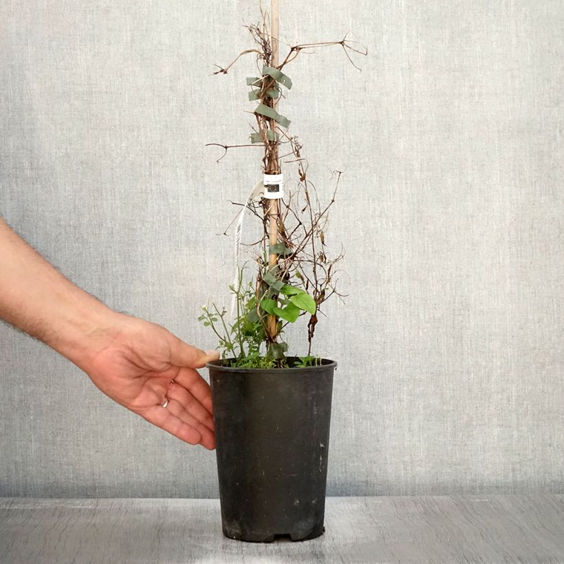 Example of Clématite - Clematis Etoile Nacrée Pot de 2L/3L as you get in automne