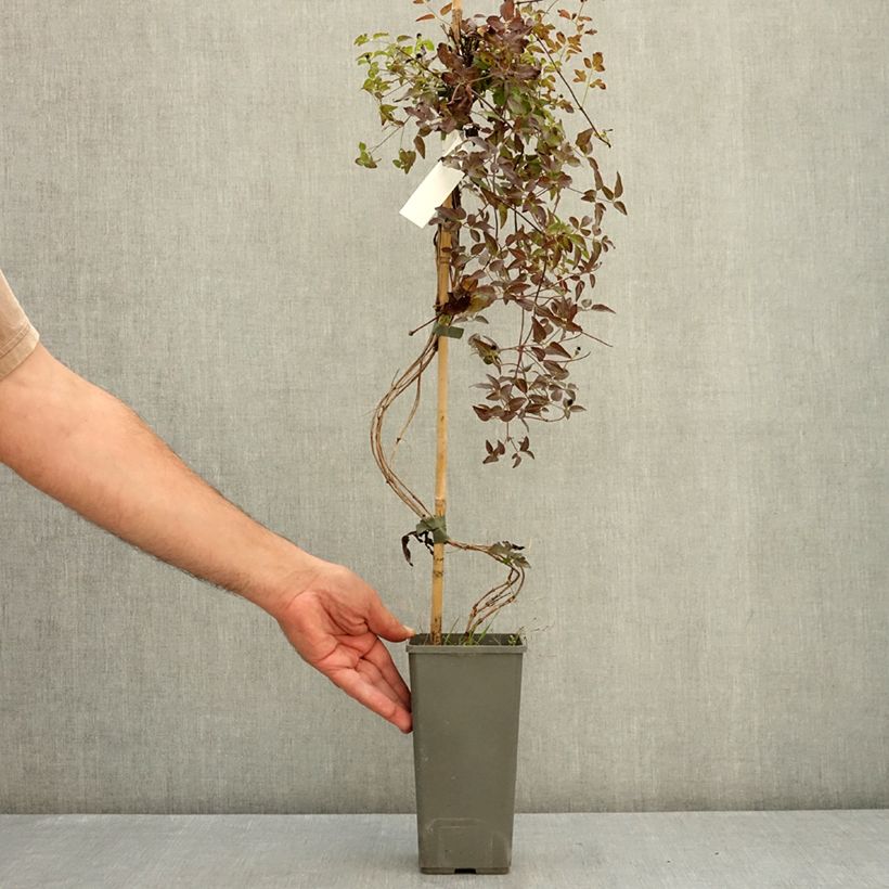 Example of Clématite - Clematis First Love Pot de 2L/3L as you get in ete