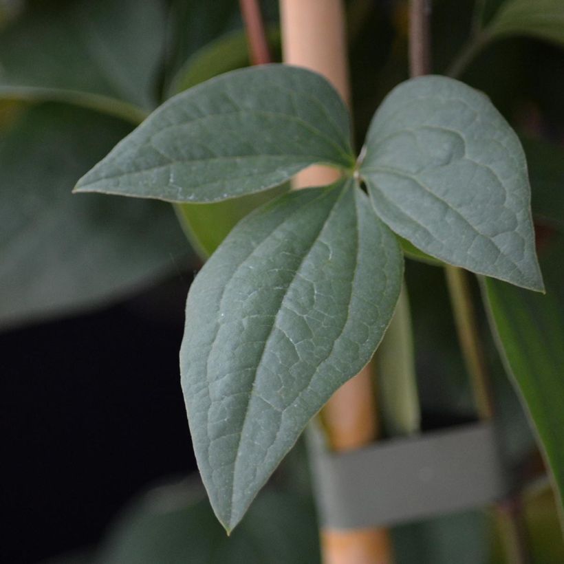 Clématite - Clematis flammula Aromatica (Foliage)