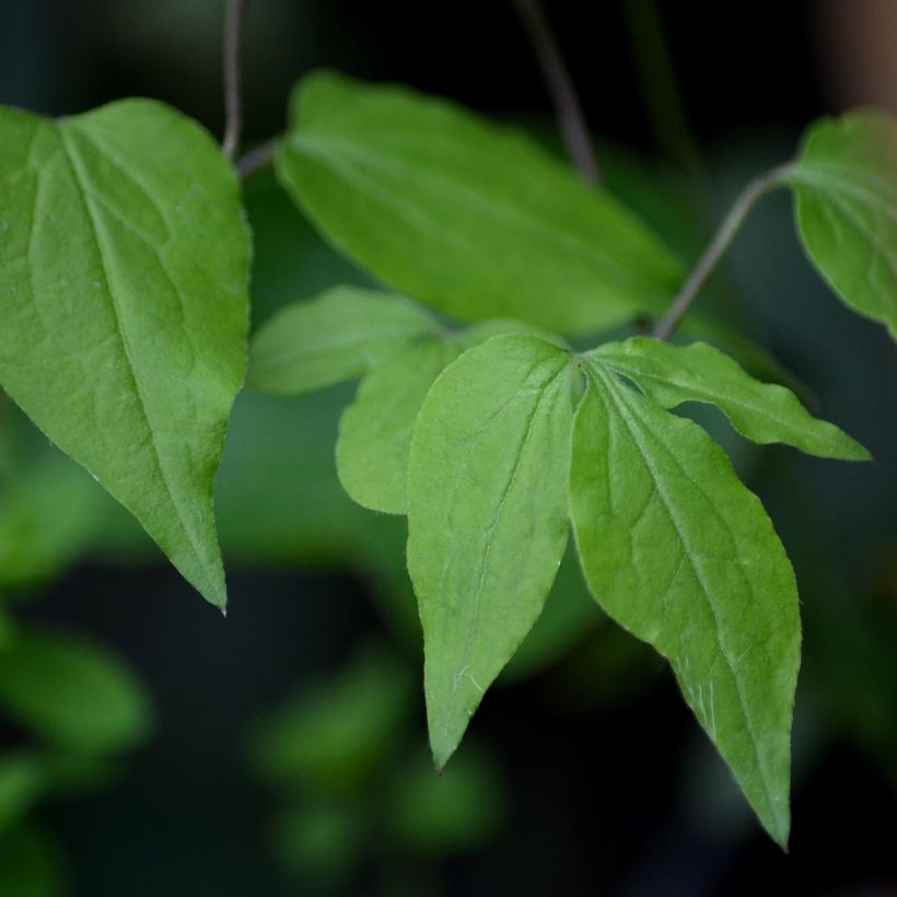 Clématite - Clematis Fond Memories (Foliage)