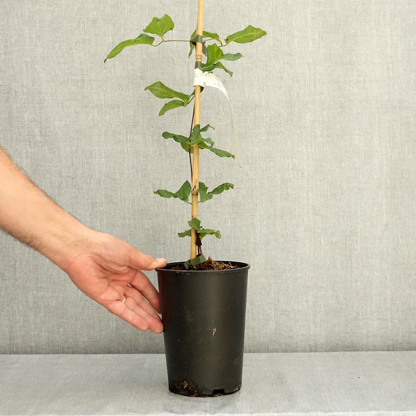 Example of Clématite - Clematis Gipsy Queen Pot de 2L/3L as you get in ete