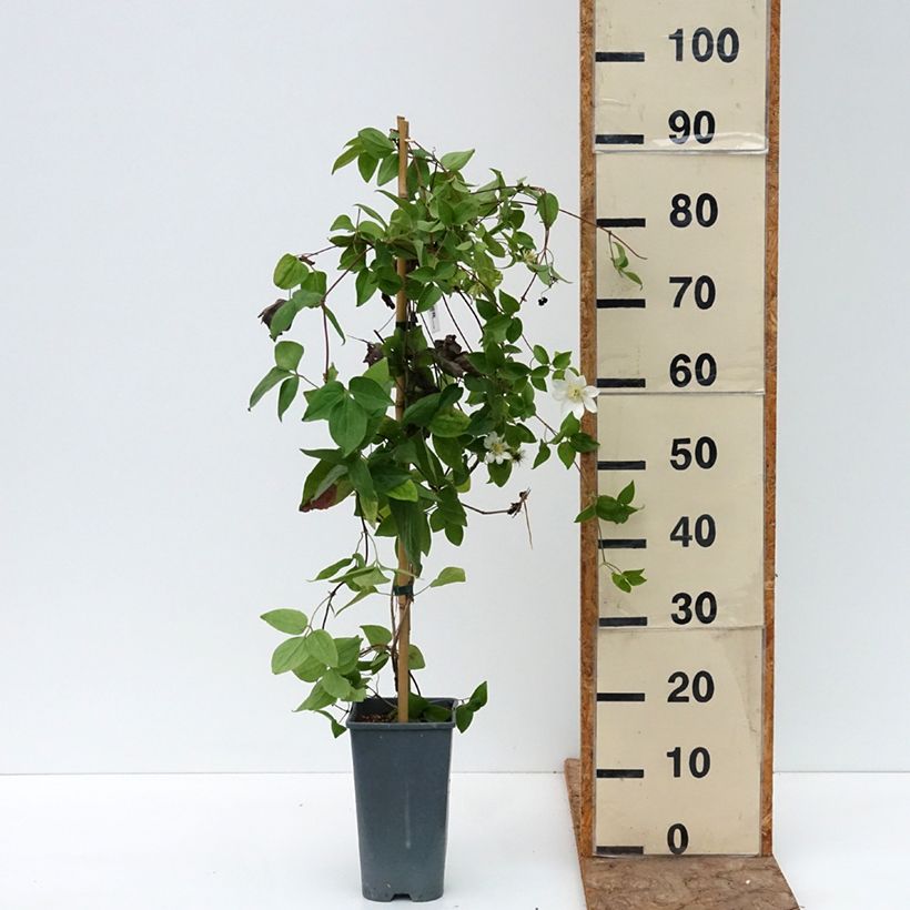 Example of Clématite - Clematis Guernsey Cream Pot de 2L/3L as you get in ete