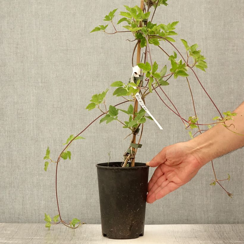 Example of Clématite - Clematis I am Red Robin Pot de 2L/3L as you get in ete